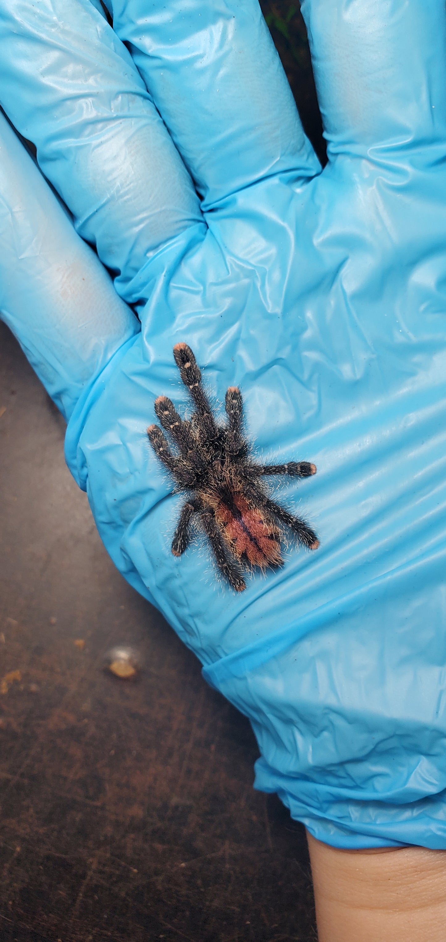 Avicularia juruensis - morphotype 2 ( Peru purple )