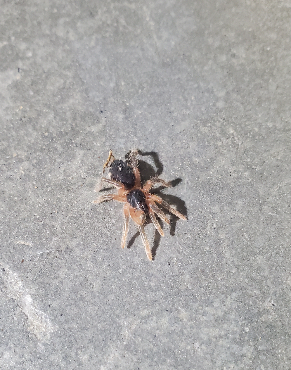 Davus sp. Panama ( Lava )