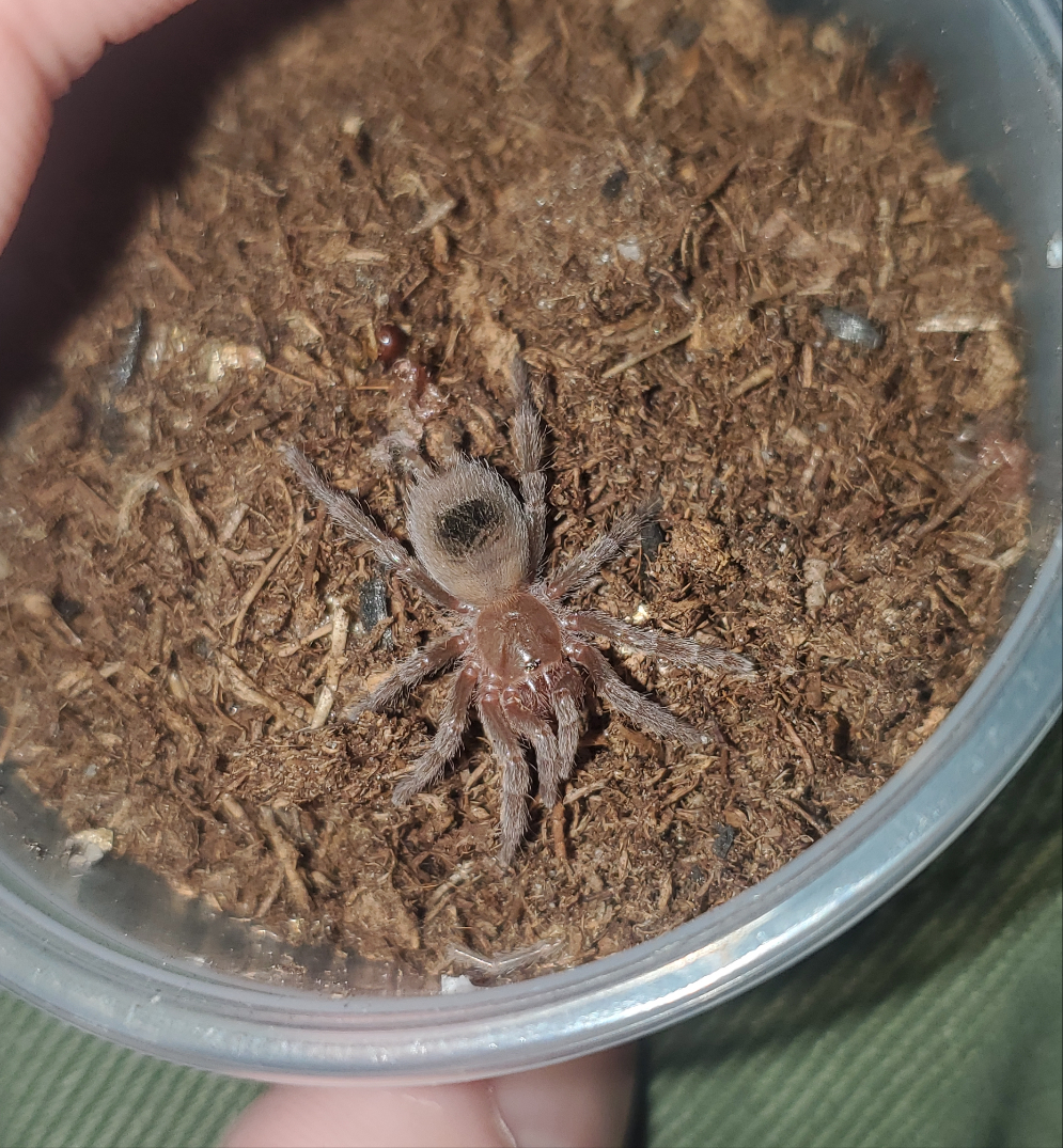 Homoeomma chilense ( Chilean flame dwarf )