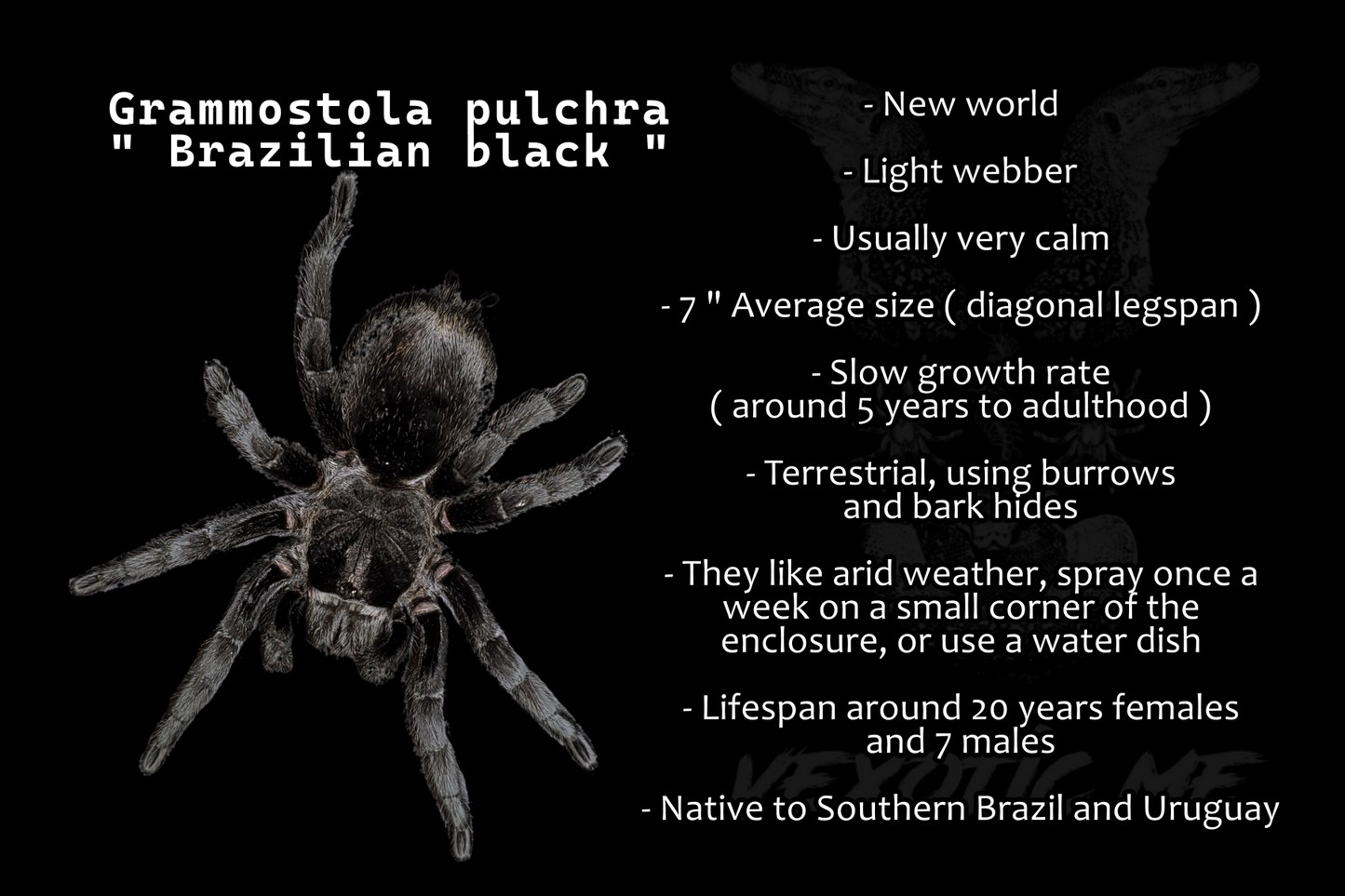 Grammostola quiroguay ( Uruguay black )