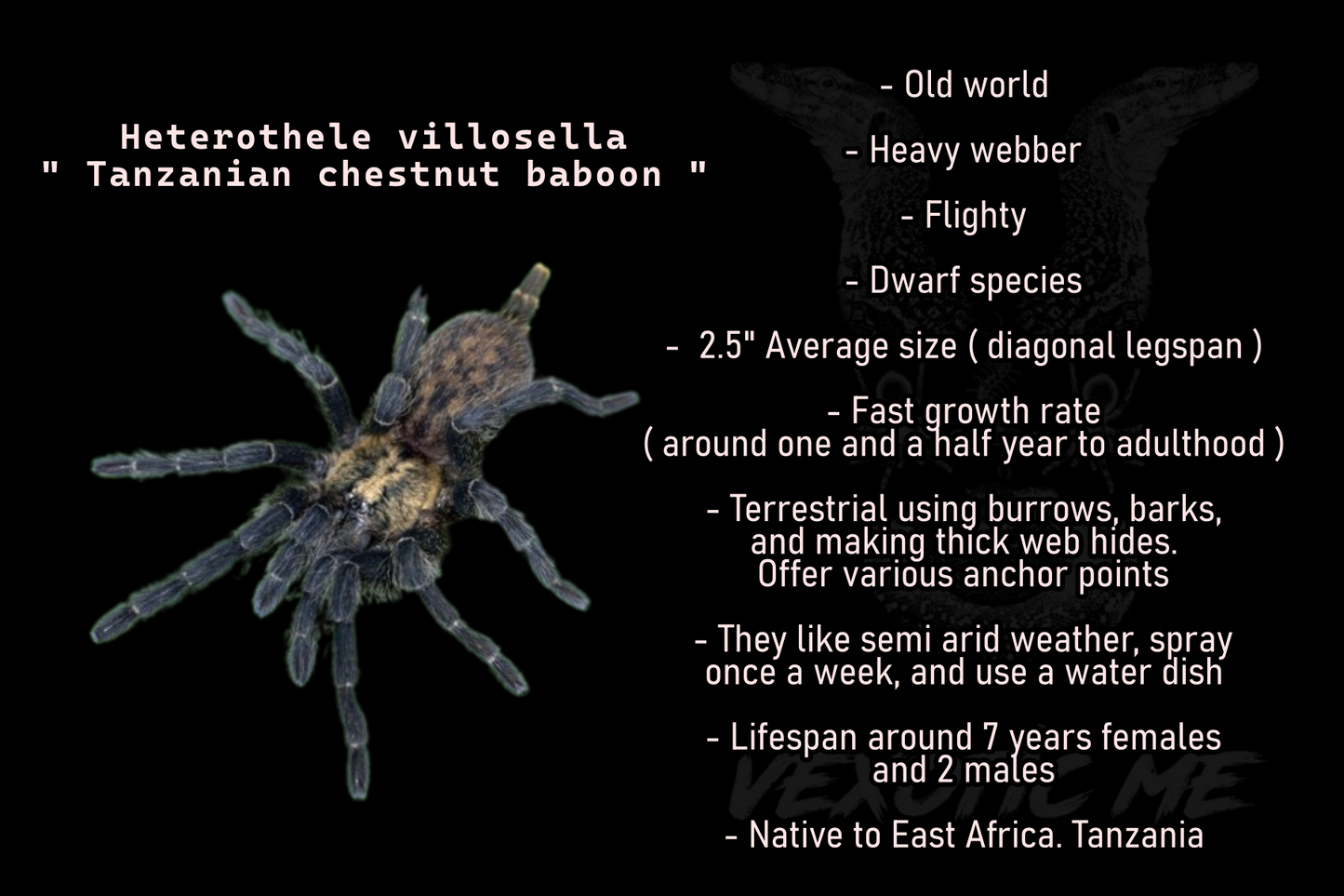 Heterothele villosella ( Tanzanian chestnut )
