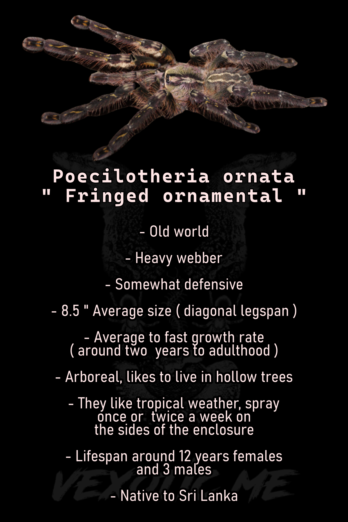 Poecilotheria ornata ( Fringed ornamental)