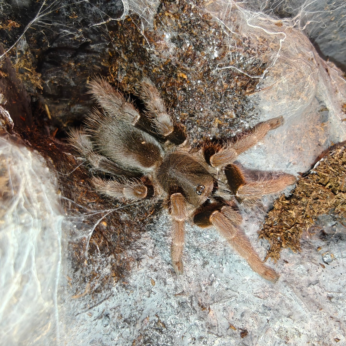 Lyrognathus giannisposatoi ( Sumatran stout leg )