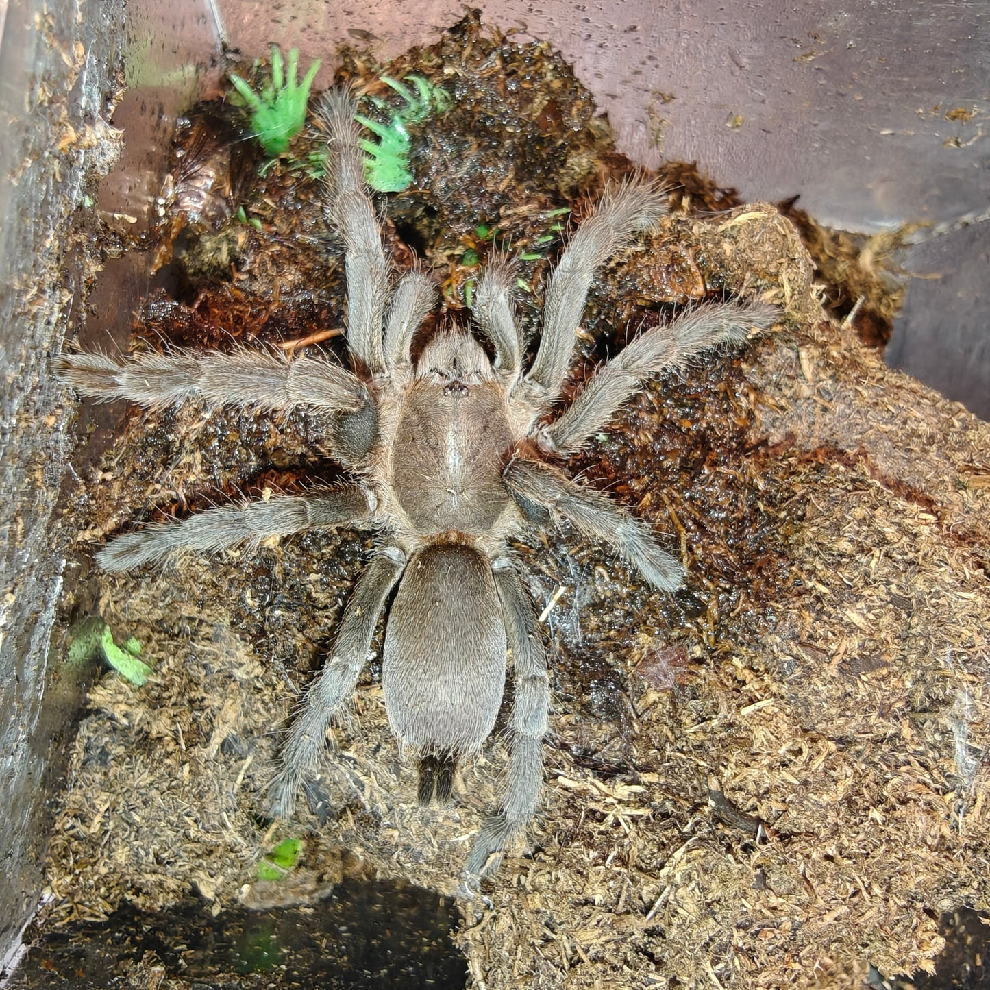 Phlogius sp. Black ( Black whistling )