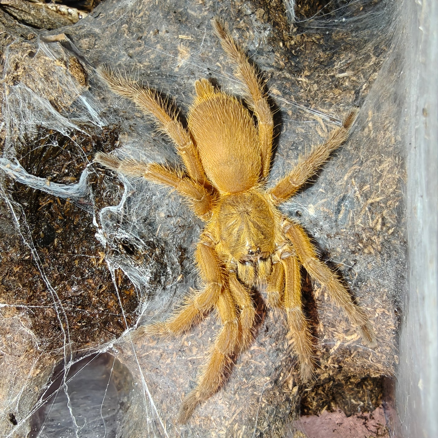 Chilobrachys huahini ( Asian fawn )