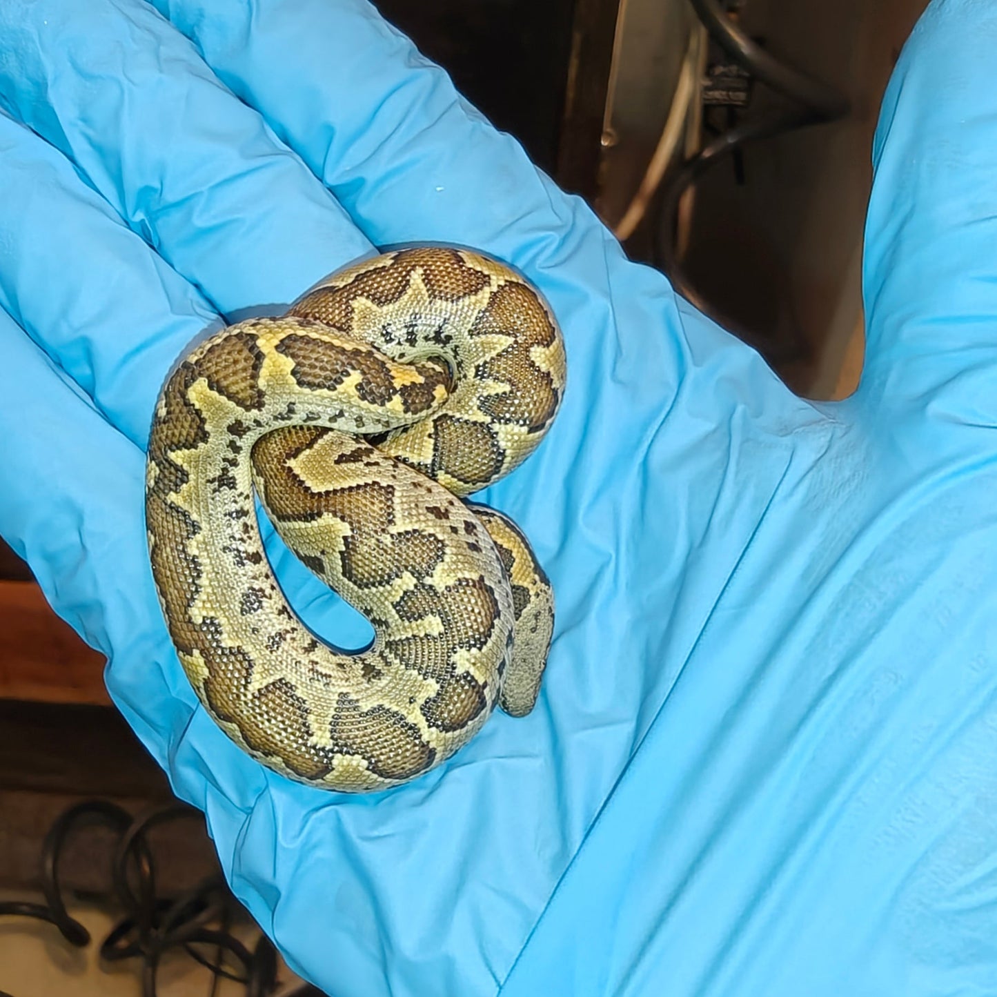 Eryx conicus ( Rough scale sand boa ) - MALE