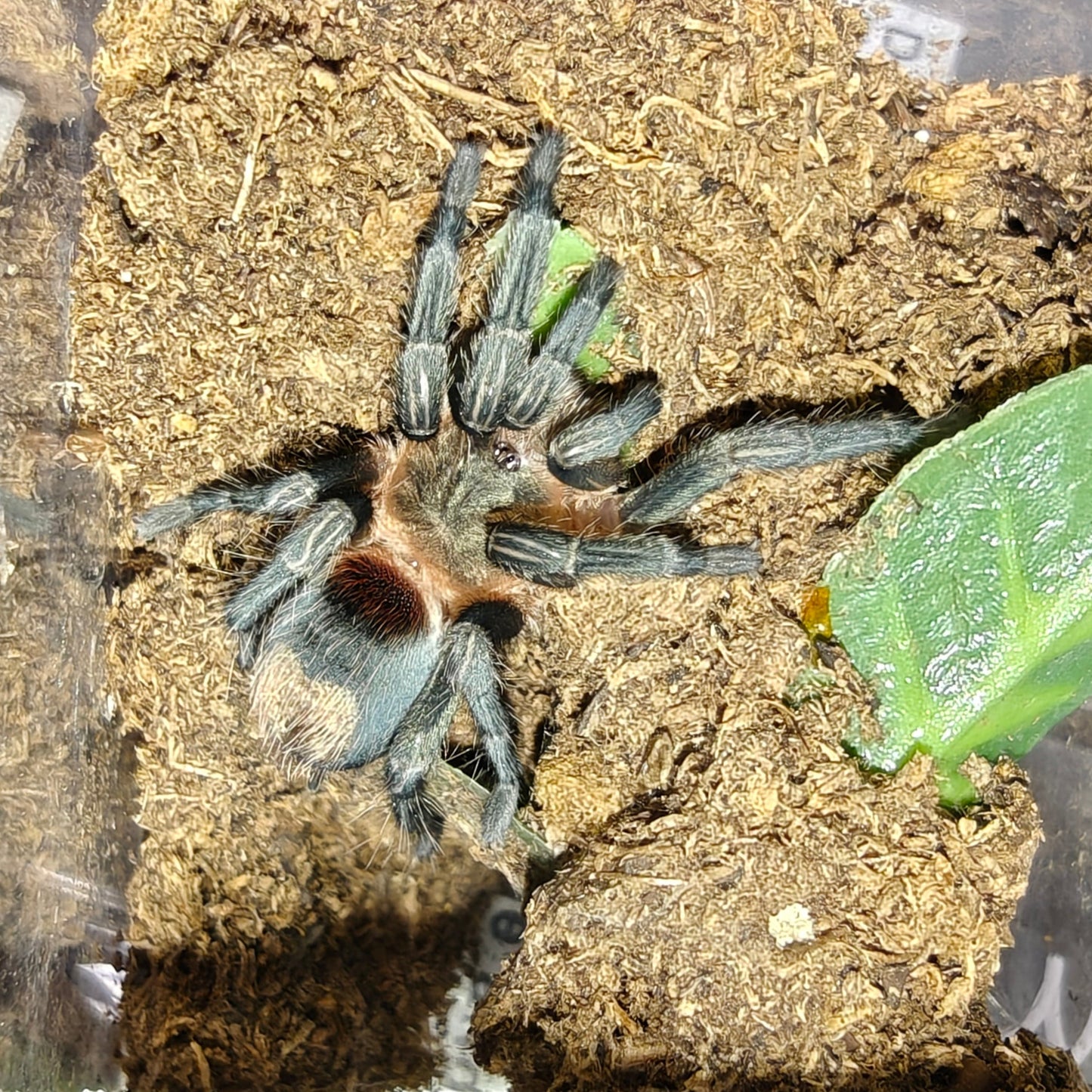 Thrixopelma cyaneolum - Red form ( Cobalt red rump )