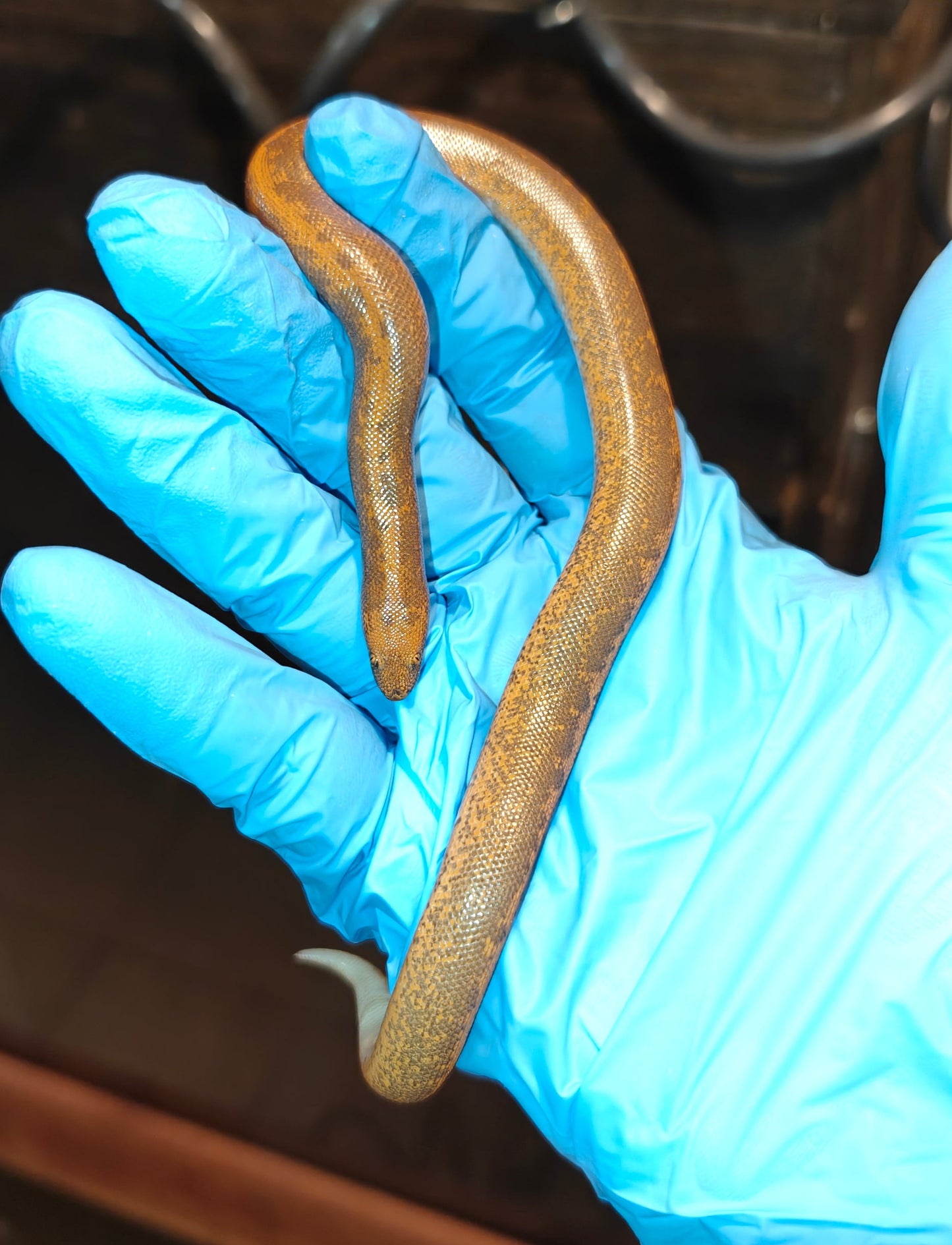Eryx colubrinus ( Kenyan sand boa ) - Striped FEMALE