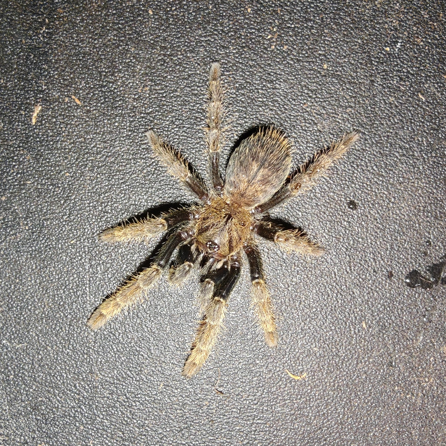 Ornithoctoninae sp. Ho Chi Minh