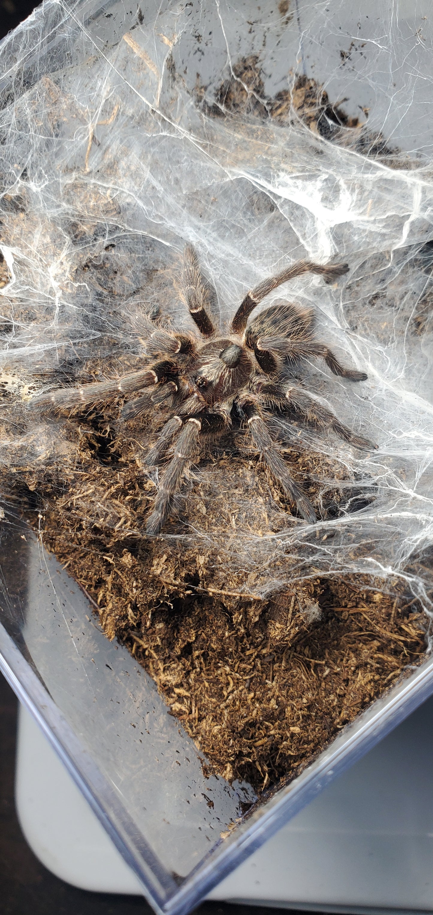 Ceratogyrus darlingi ( Rear horned baboon )