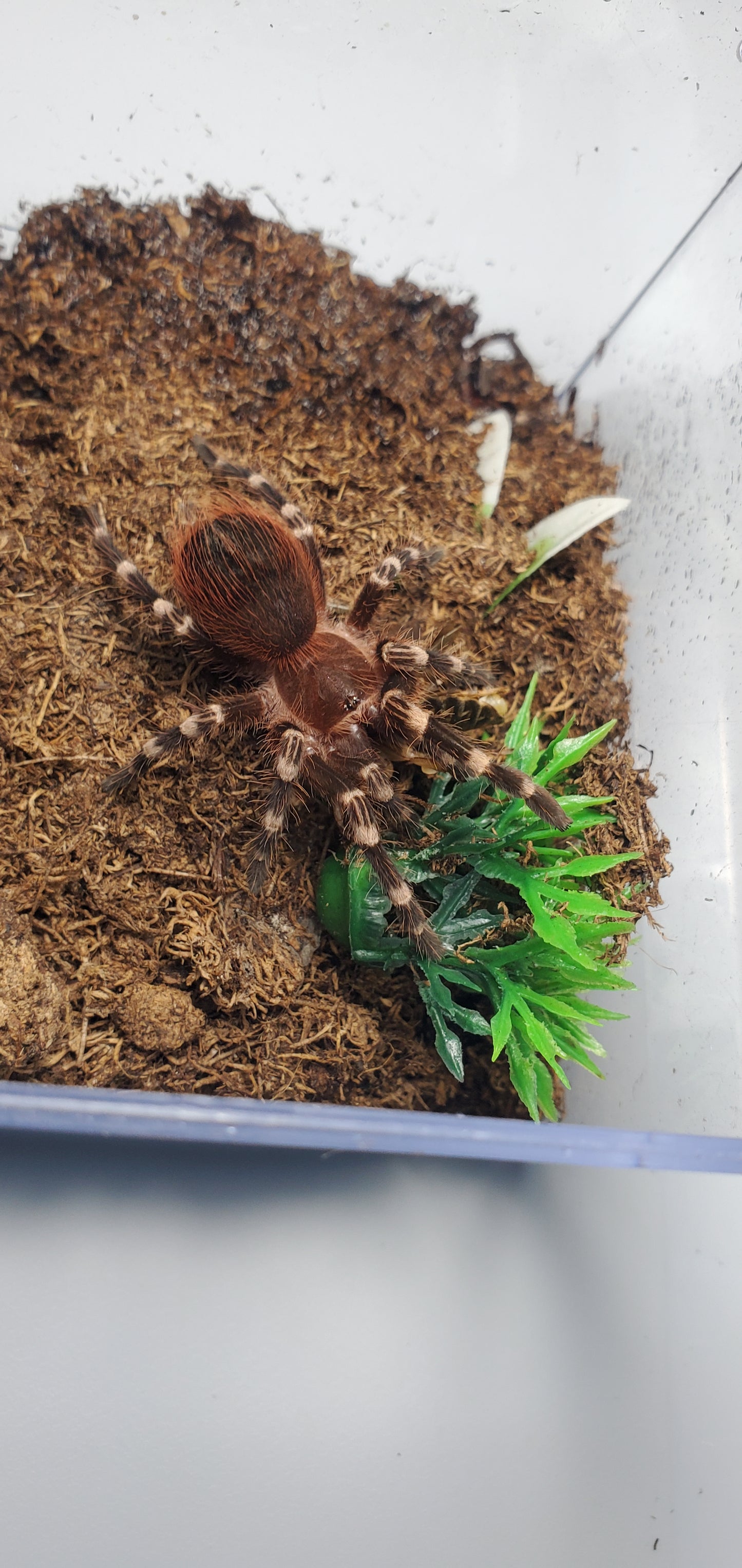 Acanthoscurria geniculata ( Brazilian giant white knee )