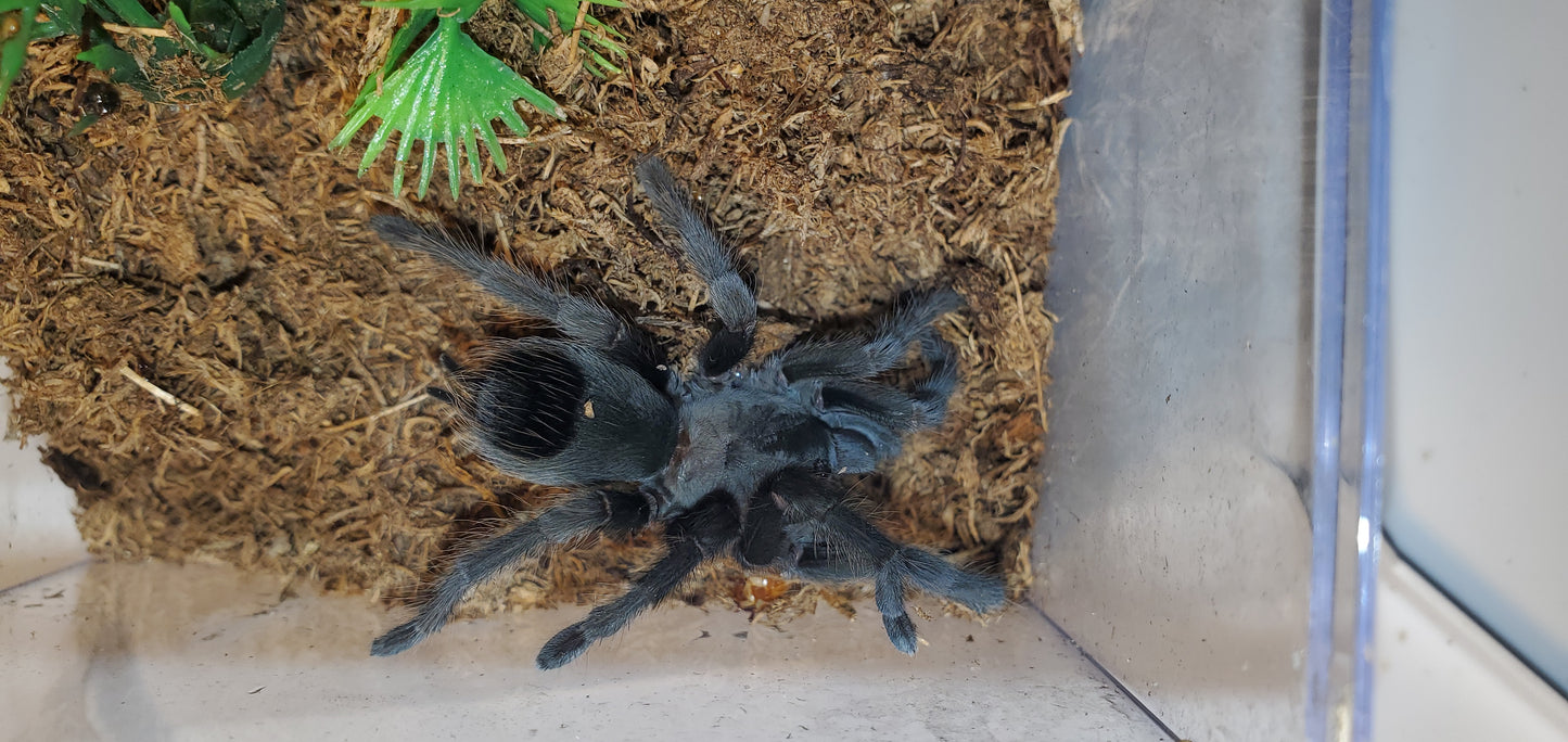 Aphonopelma steindachneri ( Steindachner's ebony )