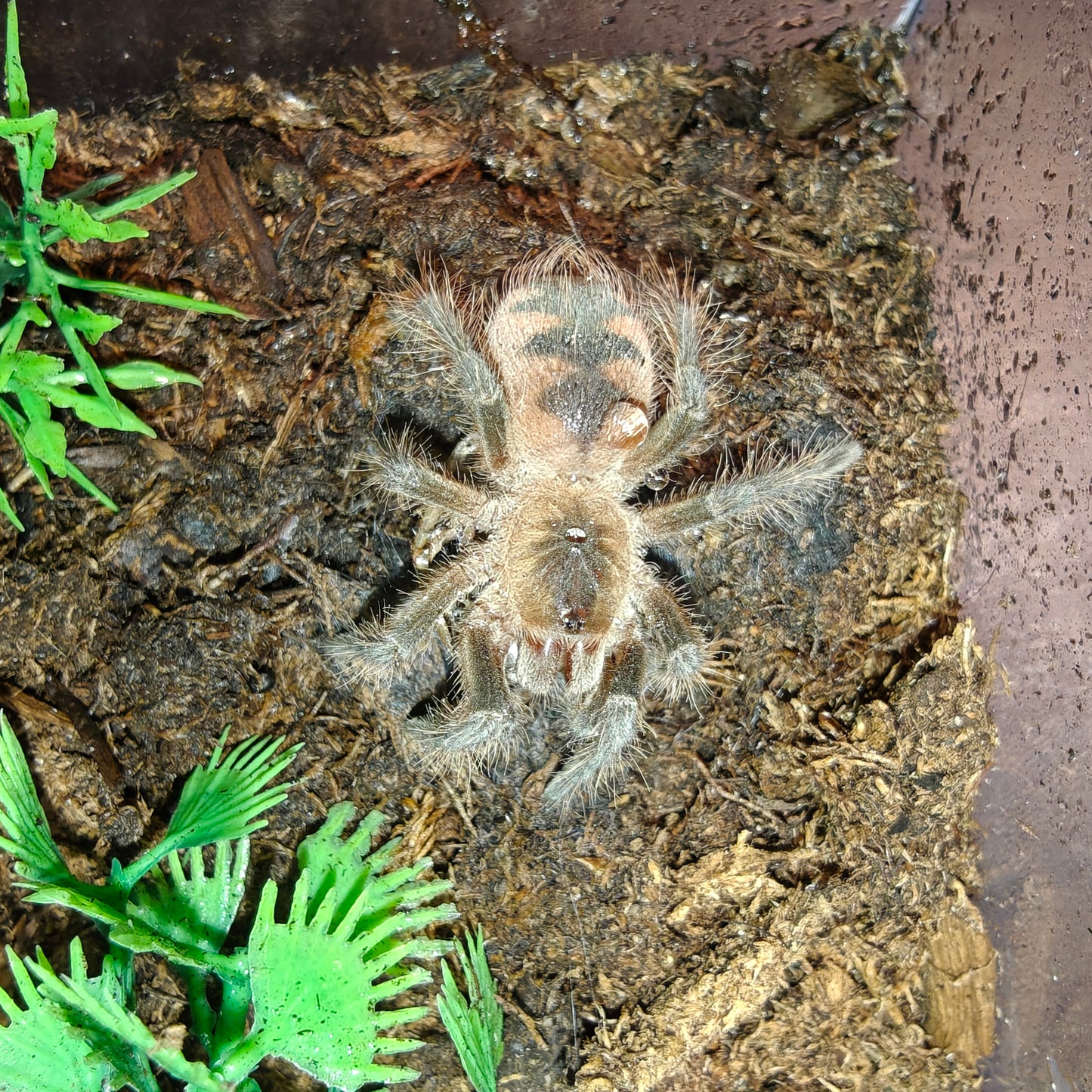 Pamphobeteus sp. Mascara ( Mascara giant birdeater )