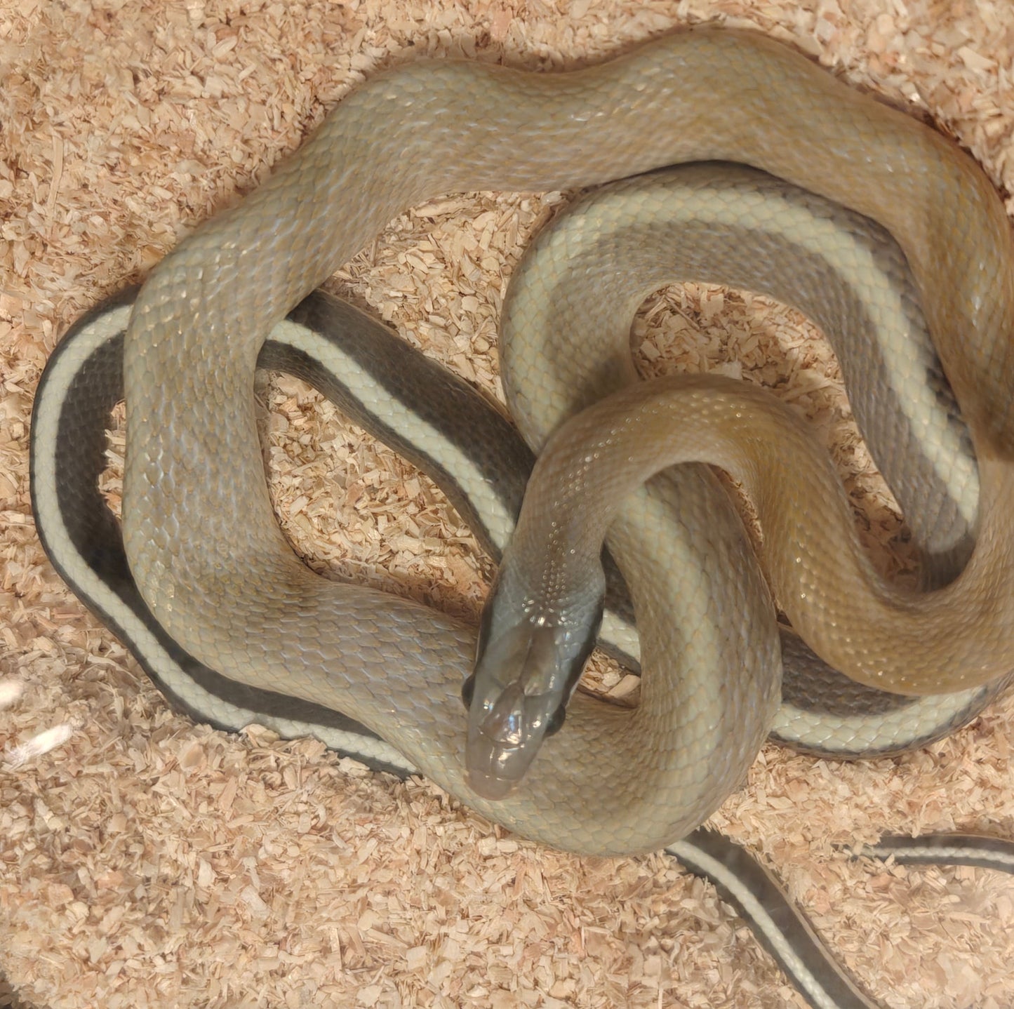 Orthriophis taeniurus ridleyi ( Cave dweller ratsnake ) - Male