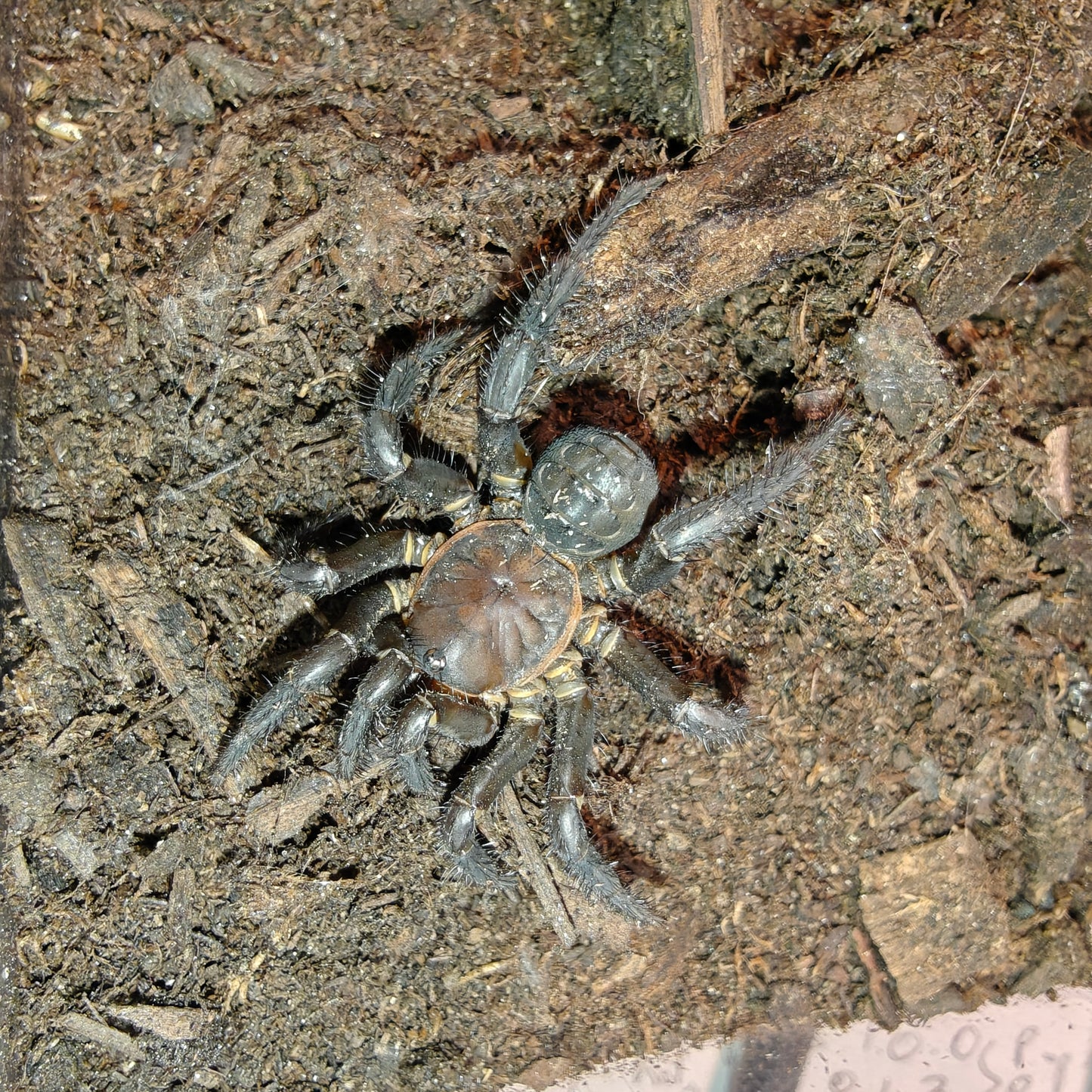 Liphistius jarujini ( Primitive trapdoor )