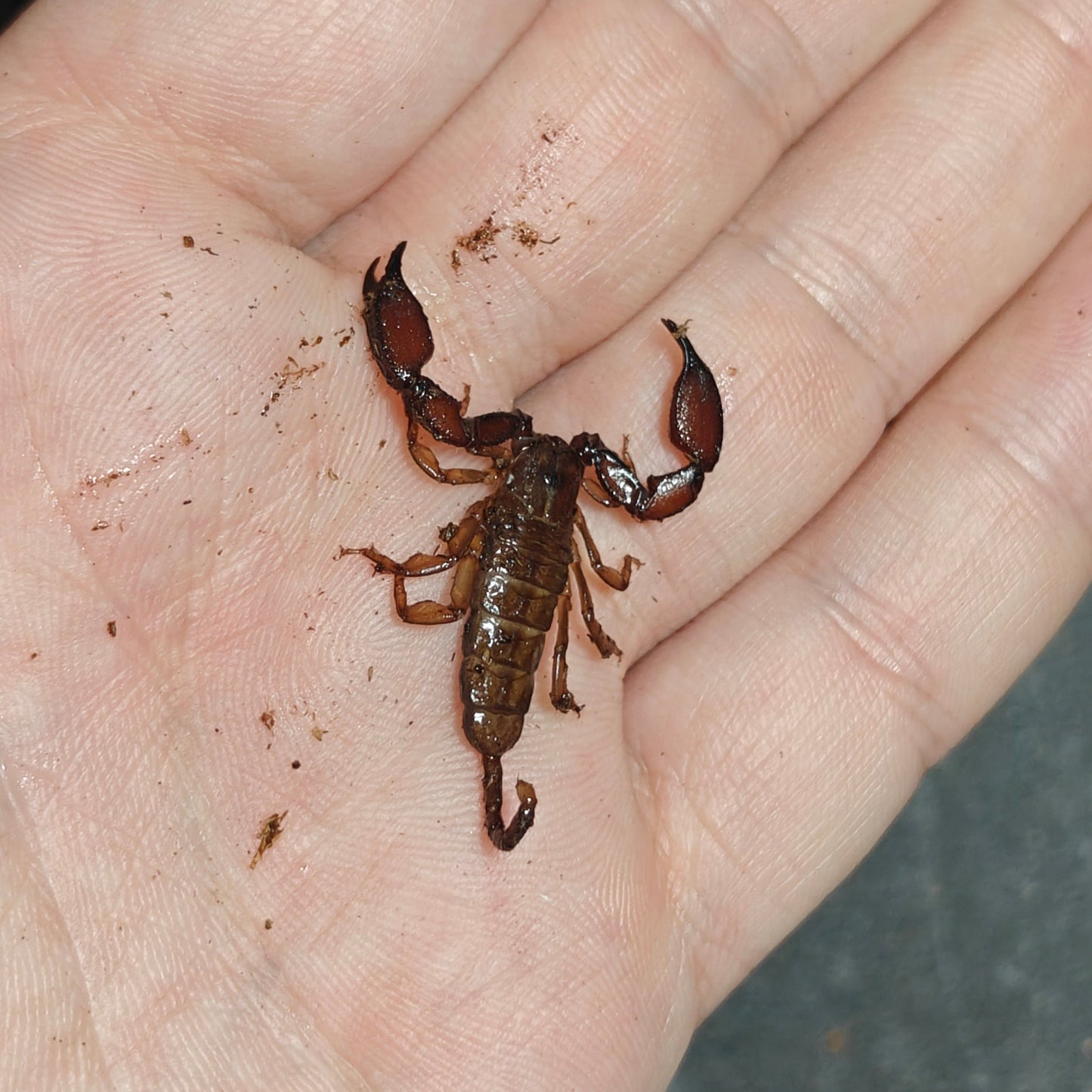 Liocheles australasiae ( Dwarf wood scorpion )