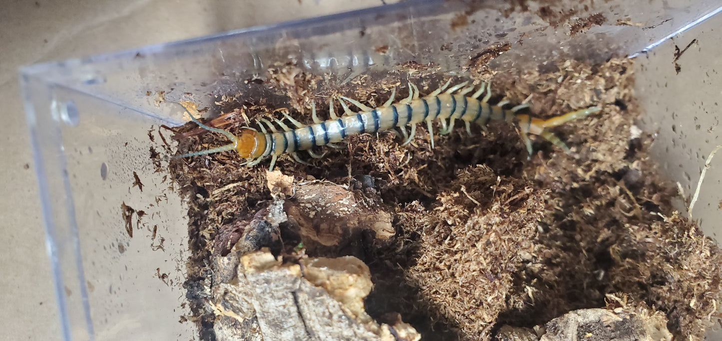 Scolopendra polymorpha ( Blue desert centipede )
