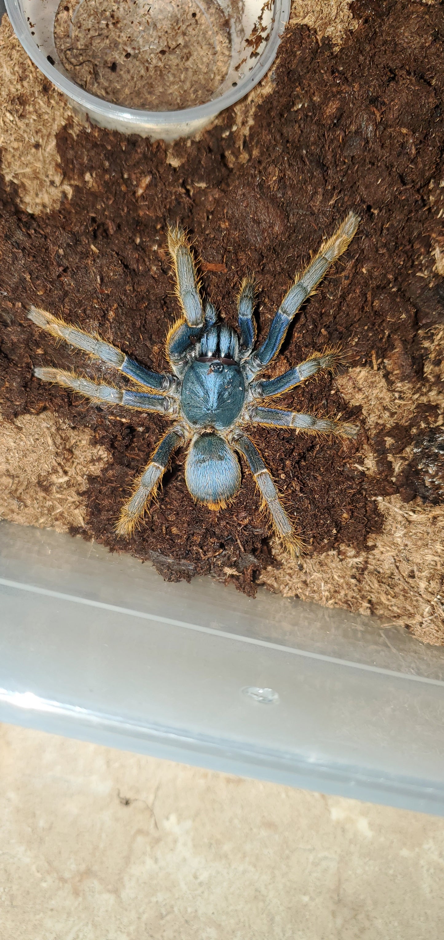 Ornithoctoninae sp. ( Vietnam silver )
