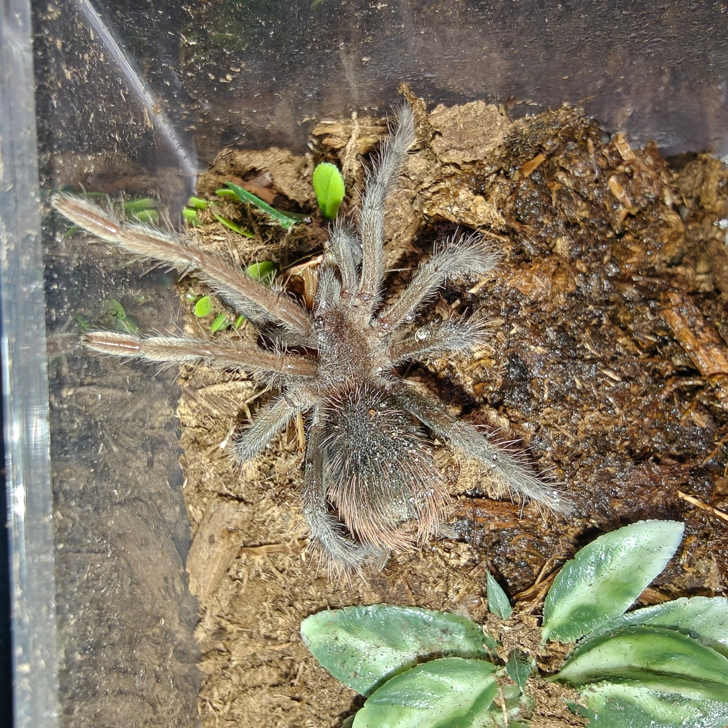 Xenesthis sp. ( Megascopula )