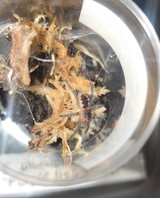 Psalmopoeus eclesiasticus ( Olive tree spider )