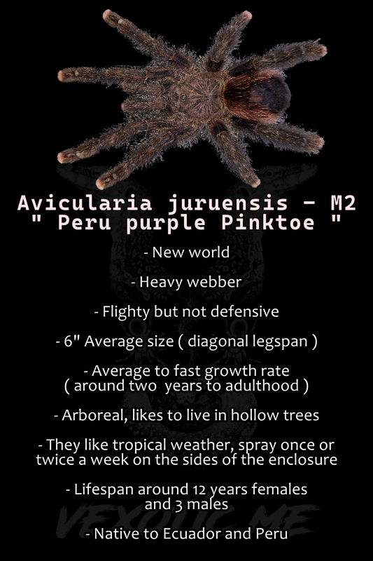 Avicularia juruensis - morphotype 2 ( Peru purple )