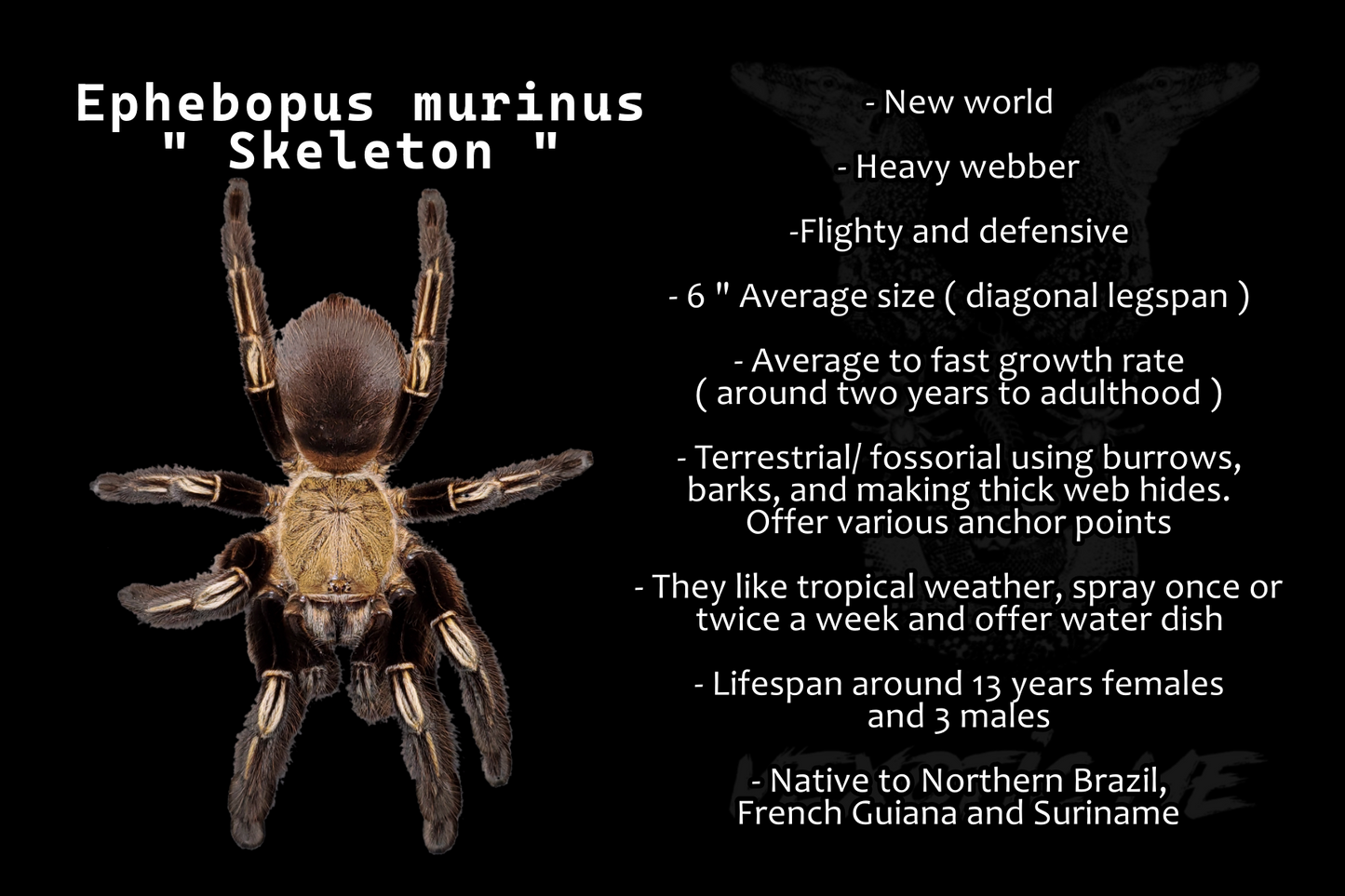 Ephebopus murinus ( Skeleton )