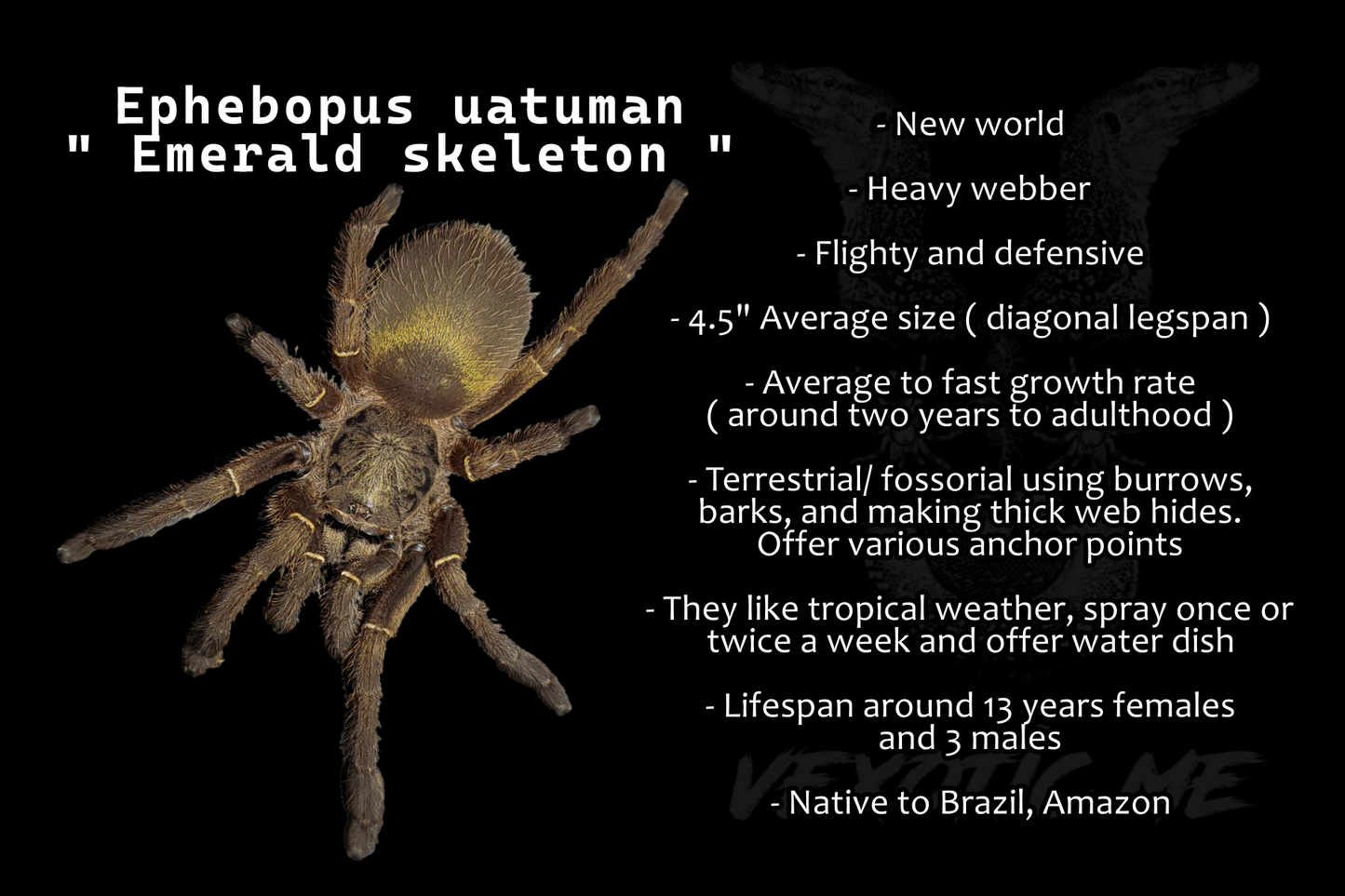 Ephebopus uatuman ( Emerald skeleton )