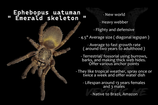 Ephebopus uatuman ( Emerald skeleton )