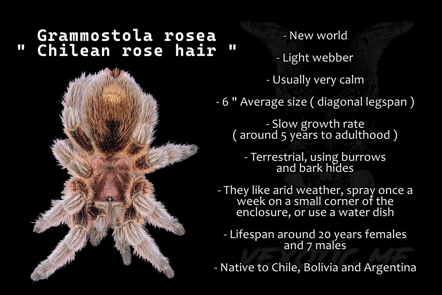 Grammostola rosea RCF ( Chilean rose hair )