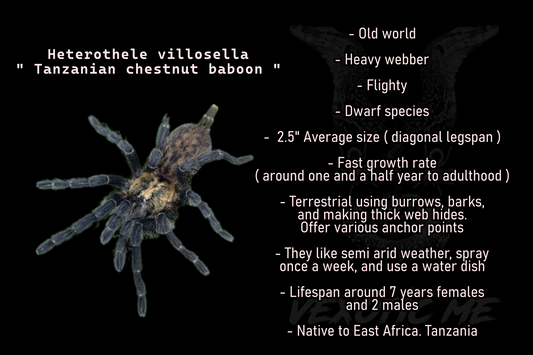 Heterothele villosella ( Tanzanian chestnut )