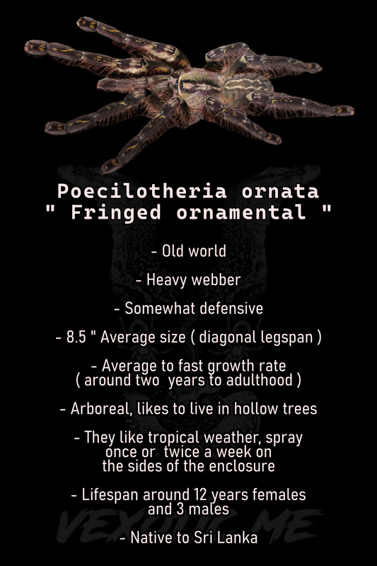 Poecilotheria ornata ( Fringed ornamental)