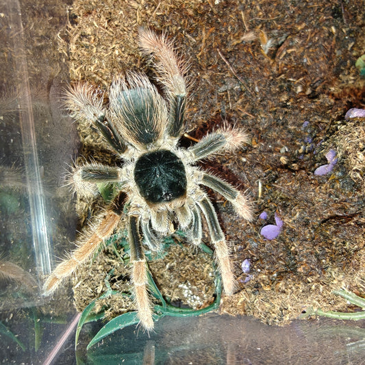 Megaphobema robustum ( Colombian giant red leg )