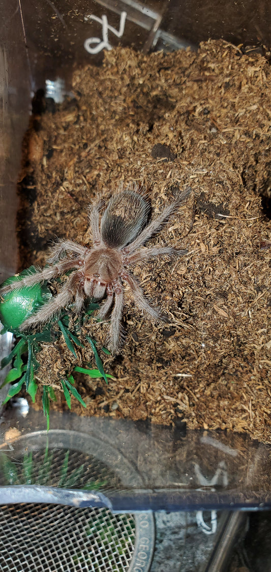 Grammostola sp. North ( Golden rose hair )