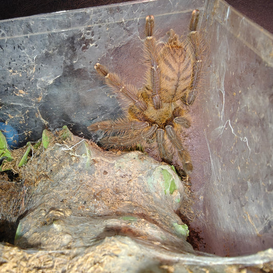 Omothymus violaceops ( Singapore blue )