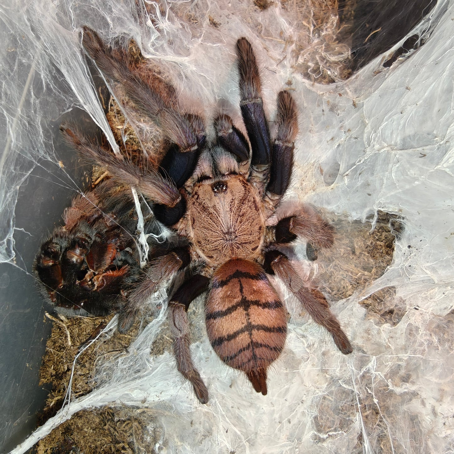 Chilobrachys fimbriatus ( Indian violet )