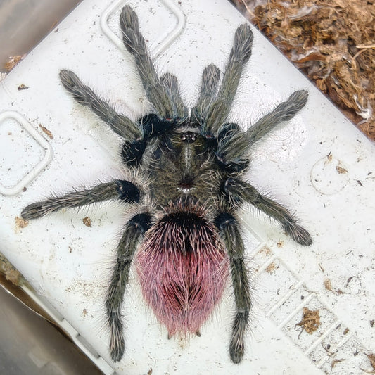 Thrixopelma ockerti ( Flame rump )
