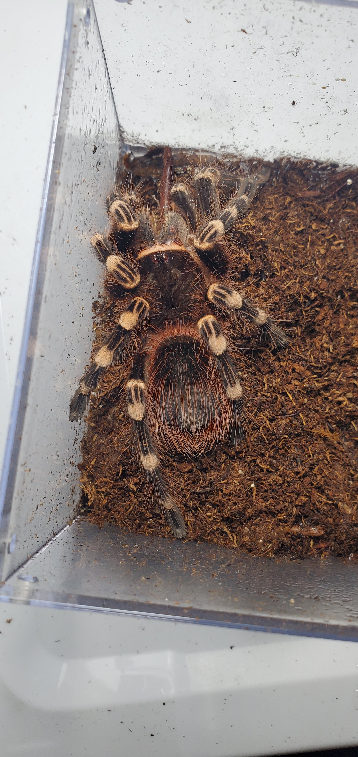 Acanthoscurria geniculata ( Brazilian giant white knee )