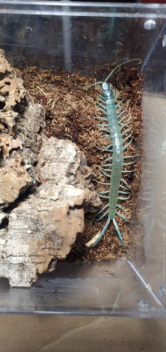 Scolopendra aztecorum( Aztec blue centipede )
