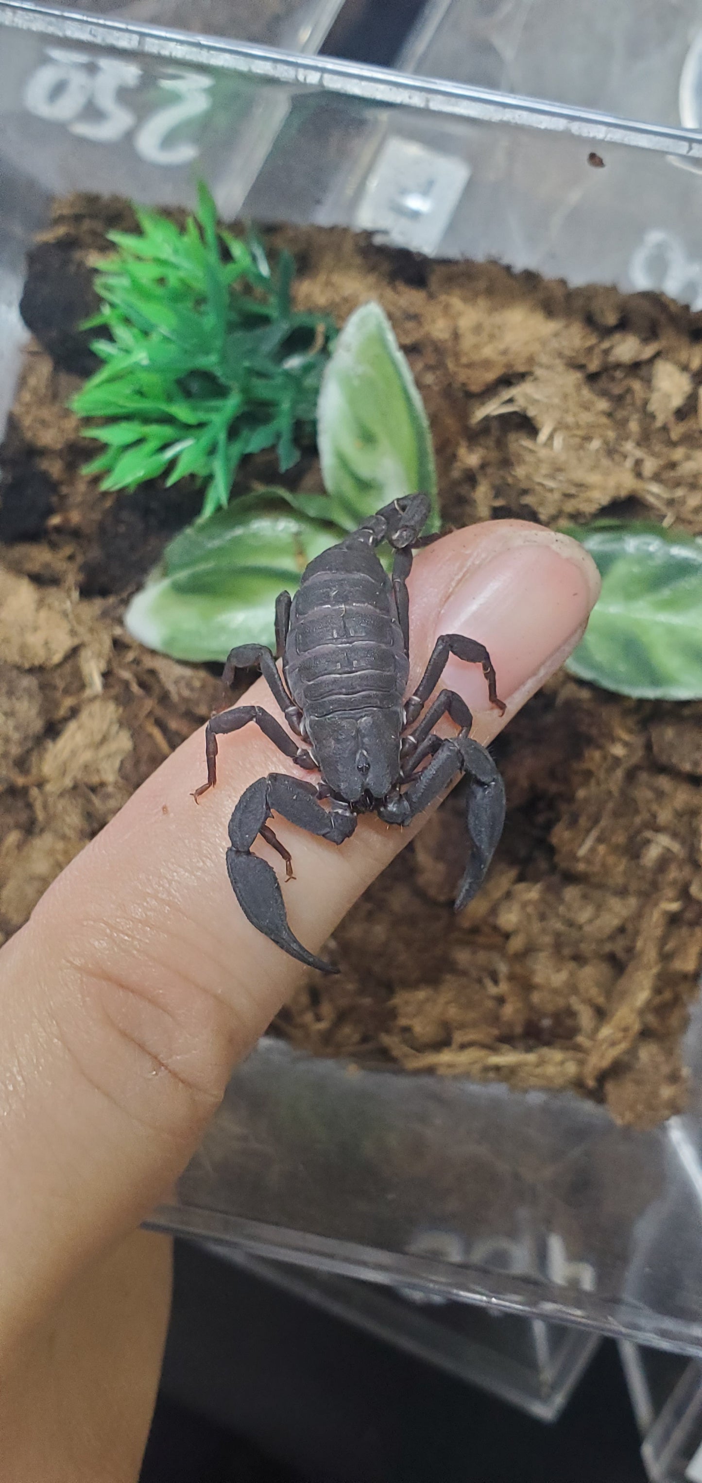 Scorpiops validus ( Yunnan rock scorpion )