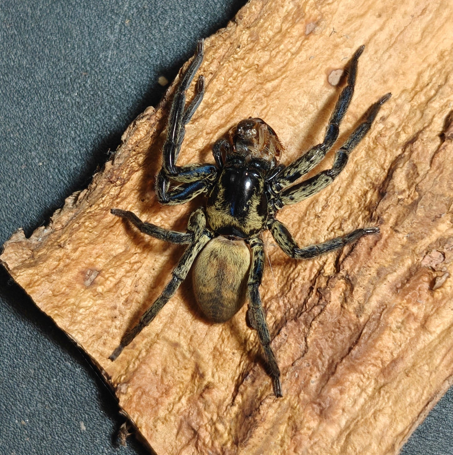Thelcticopis severa ( Green huntsman )