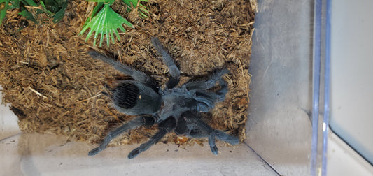 Aphonopelma steindachneri ( Steindachner's ebony )
