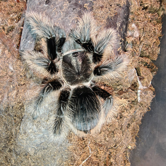 Tliltocatl albopilosus ( Curly hair )