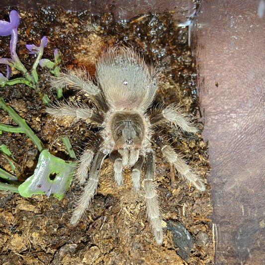 Nhandu carapoensis ( Brazilian red )