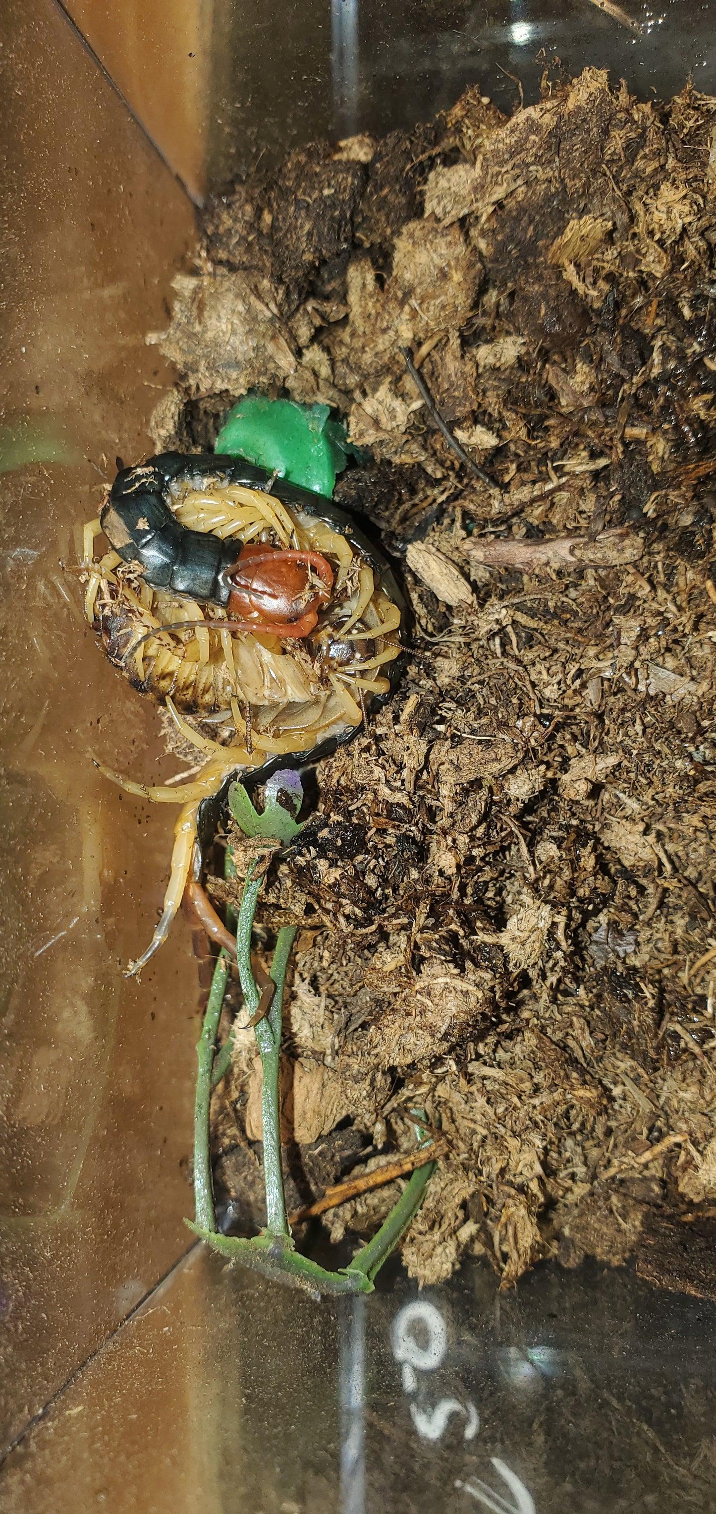 Scolopendra mutilans ( Red head centipede )