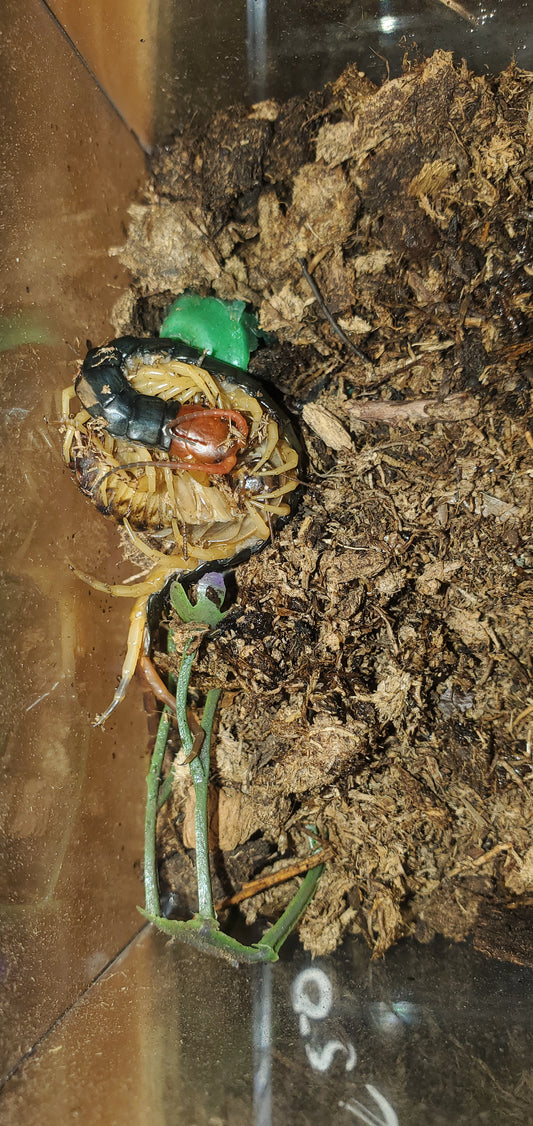 Scolopendra mutilans ( Red head centipede )