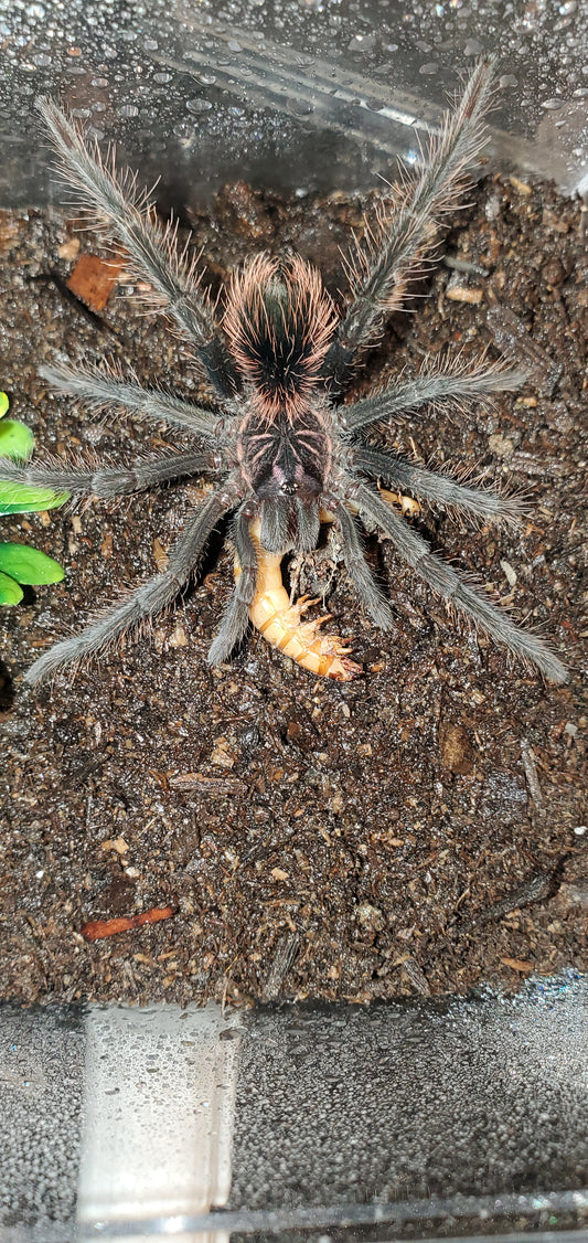 Xenesthis intermedia ( Amazon blue bloom )