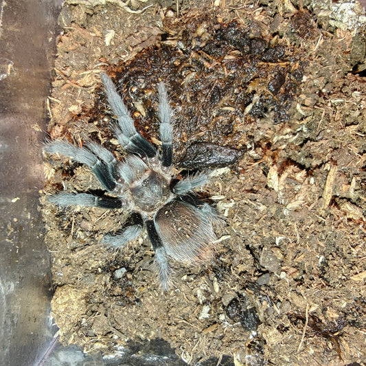 Tliltocatl vagans ( Mexican red rump)