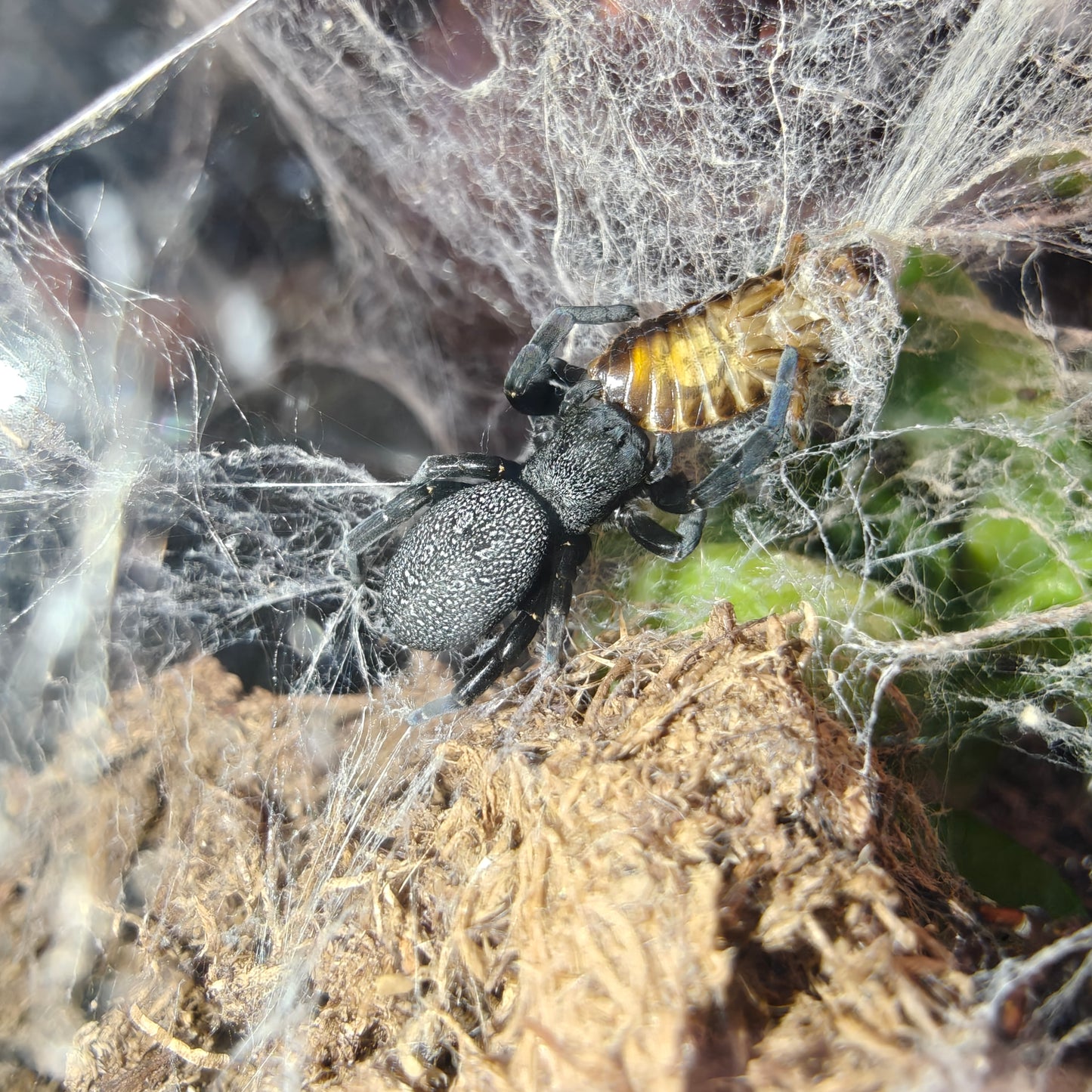 Eresus albopictus ( Sicilian velvet spider )