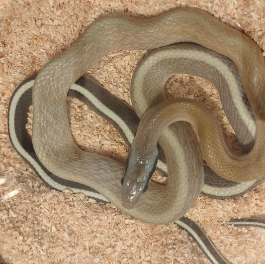 Orthriophis taeniurus ridleyi ( Cave dweller ratsnake ) - Male