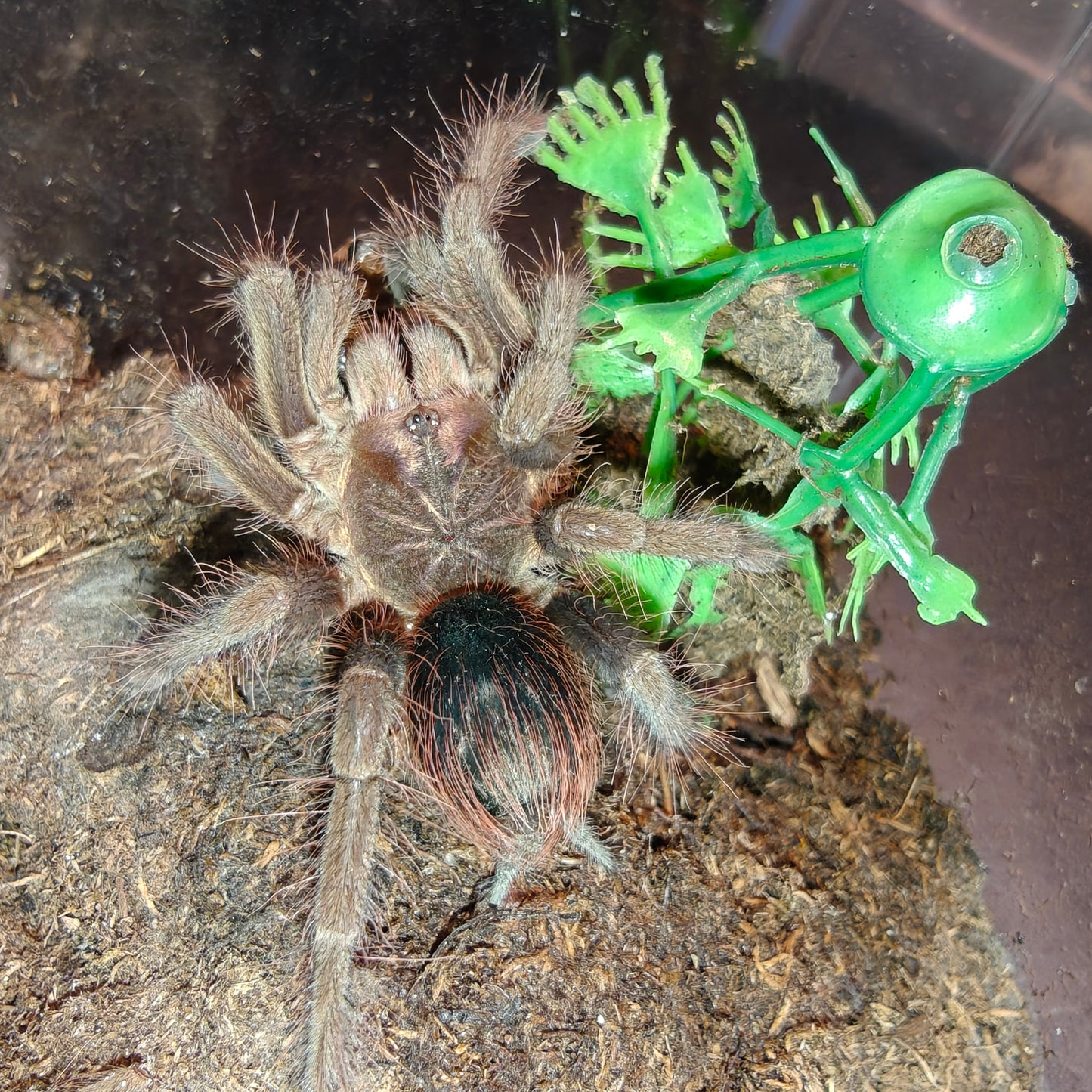 Pamphobeteus fortis ( Giant copperhead )